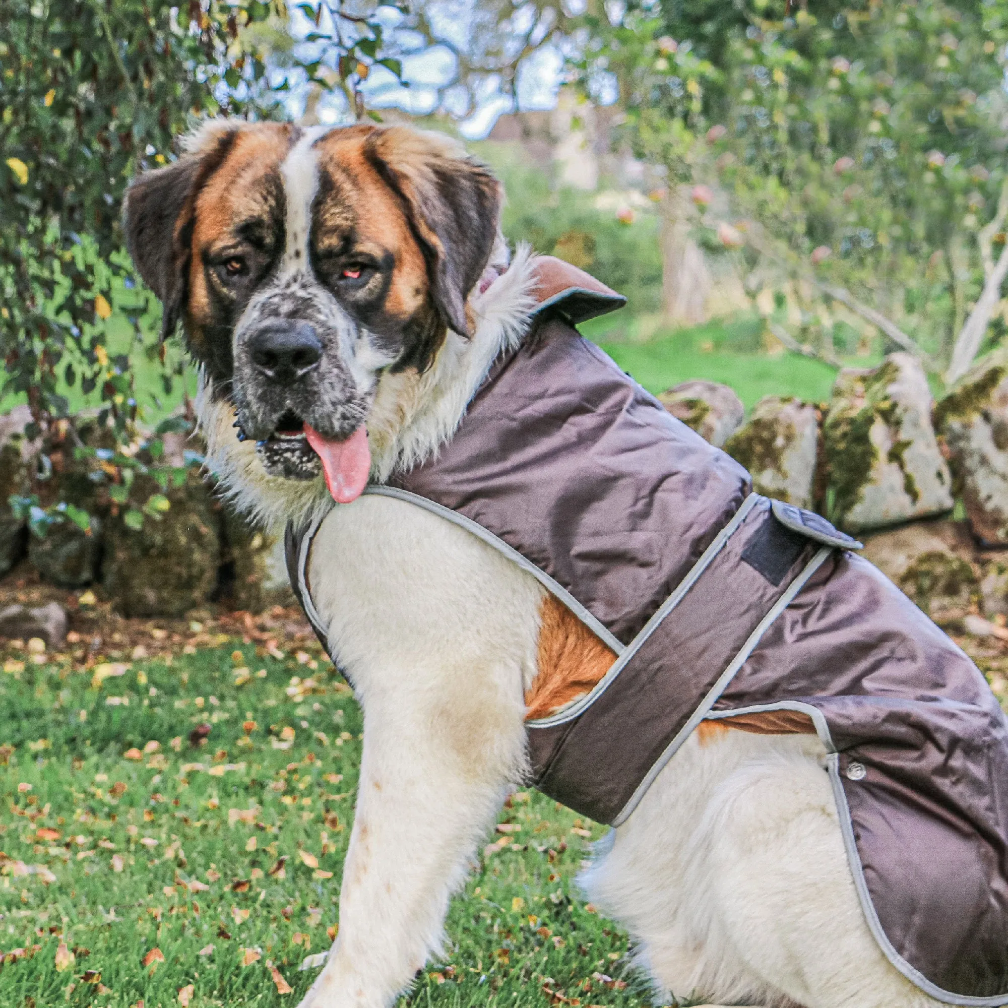 Ancol Stormguard Waterproof Dog Coat