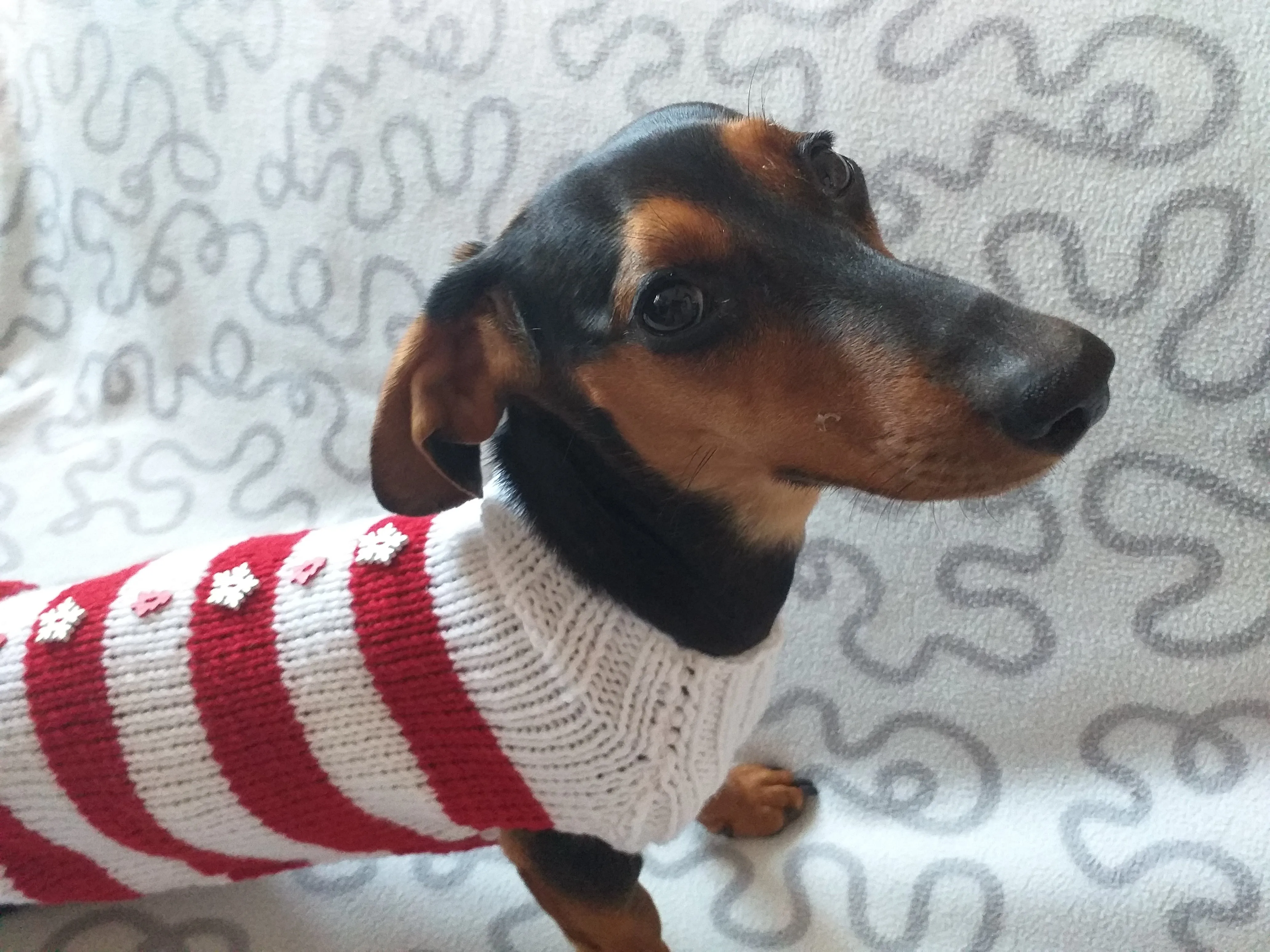 Christmas striped sweater with fir trees and snowflakes for miniature dachshund