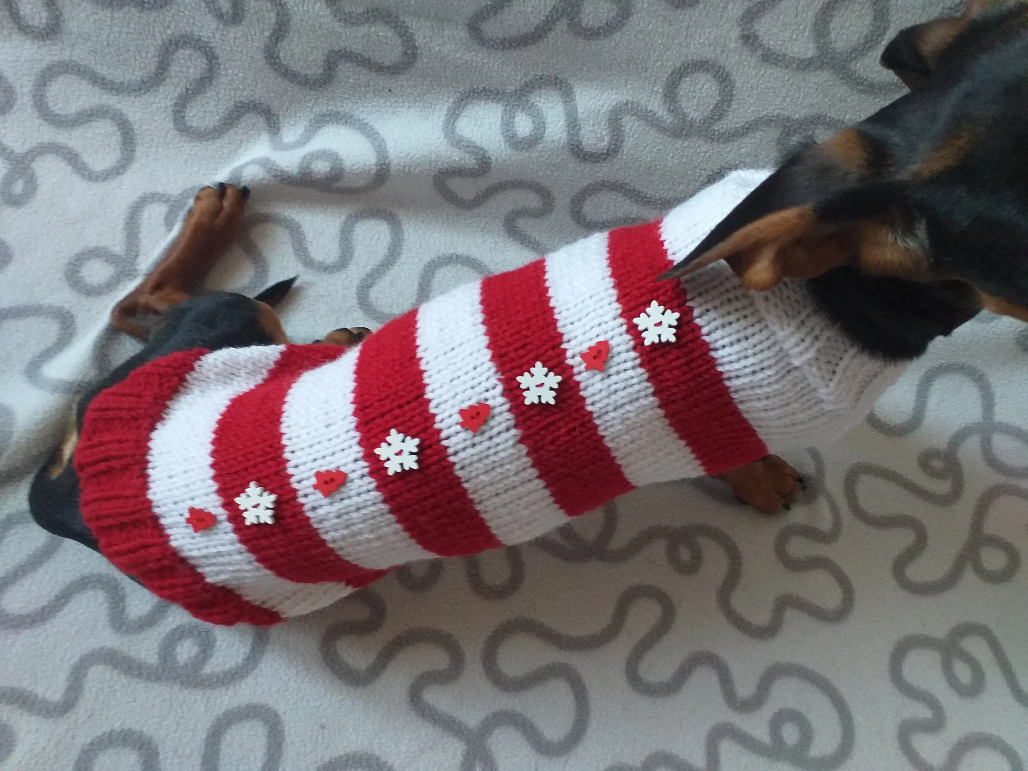 Christmas striped sweater with fir trees and snowflakes for miniature dachshund