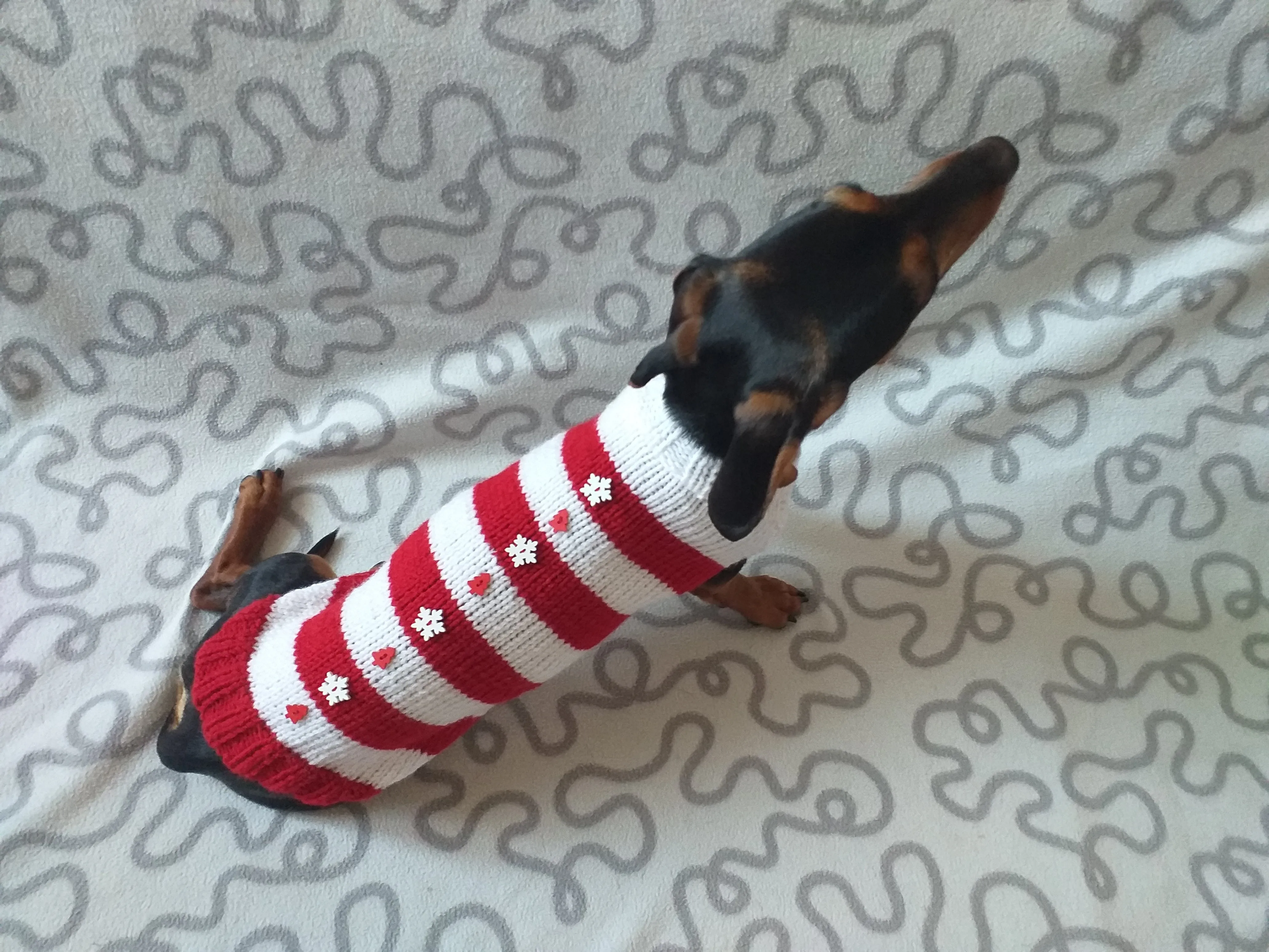 Christmas striped sweater with fir trees and snowflakes for miniature dachshund